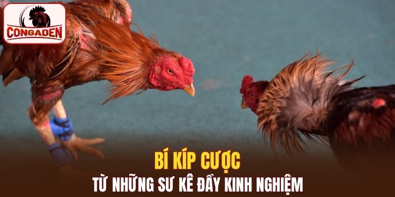 Bí kíp cược từ những sư kê đầy kinh nghiệm