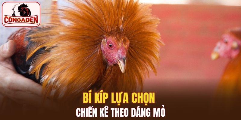 Bí kíp lựa chọn chiến kê theo dang mỏ