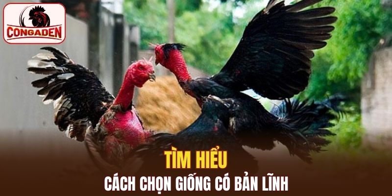 Bí quyết chọn và nuôi gà đá đỉnh cao