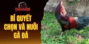 Bí quyết chọn và nuôi gà đá