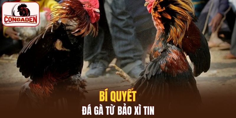 Bí quyết đá gà được Bảo xì tin chia sẻ