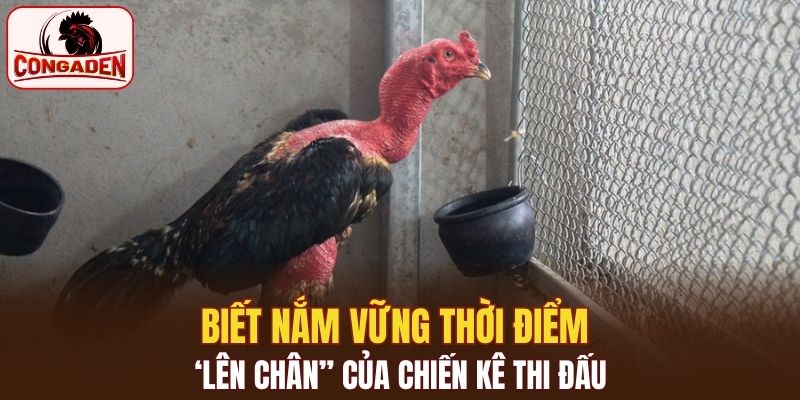 Biết nắm vững thời điểm ‘lên chân” của chiến kê thi đấu