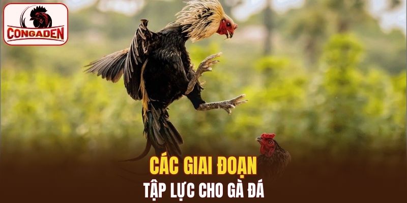 Các giai đoạn tập lực cho gà đá