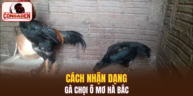 Cách nhận dạng gà chọi ô mơ Hà Bắc