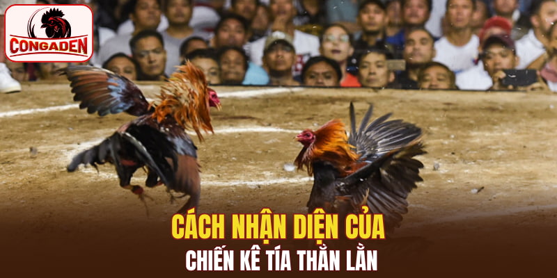 Cách nhận diện của chiến kê tía thằn lằn