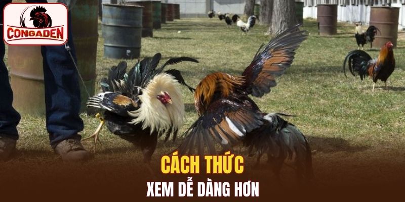 Cách thức xem trực tiếp đá gà dễ dàng hơn