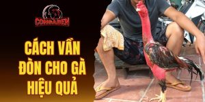 Cách vần đòn cho gà hiệu quả