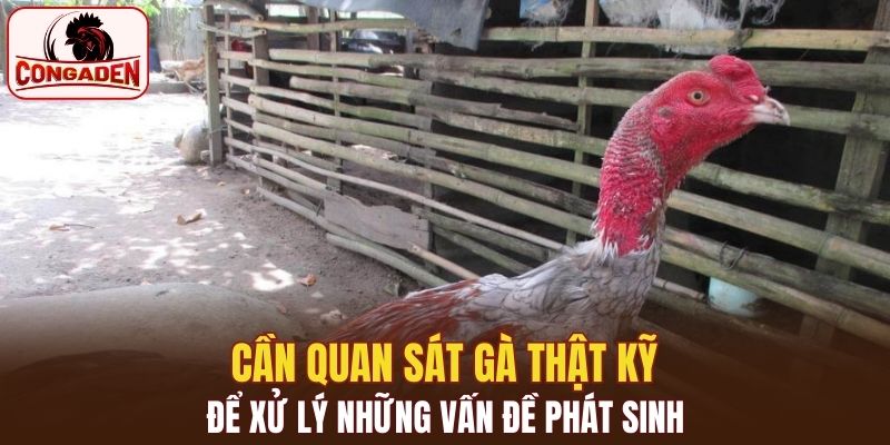 Cần quan sát gà thật kỹ để xử lý những vấn đề phát sinh