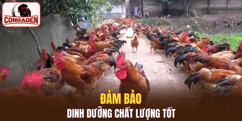 Chế độ dinh dưỡng khoa học