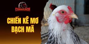 Chiến kê mơ bạch mã