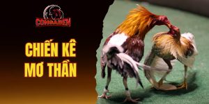 Chiến kê mơ thần