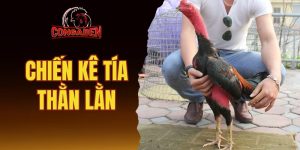 Chiến kê tía thằn lằn