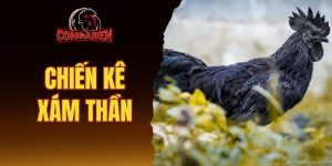 Chiến kê xám thần