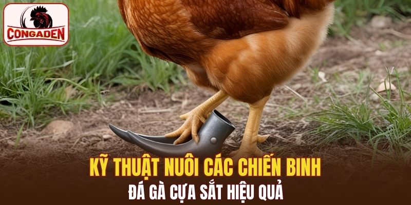 Chú ý đến dinh dưỡng và chăm sóc kê thủ