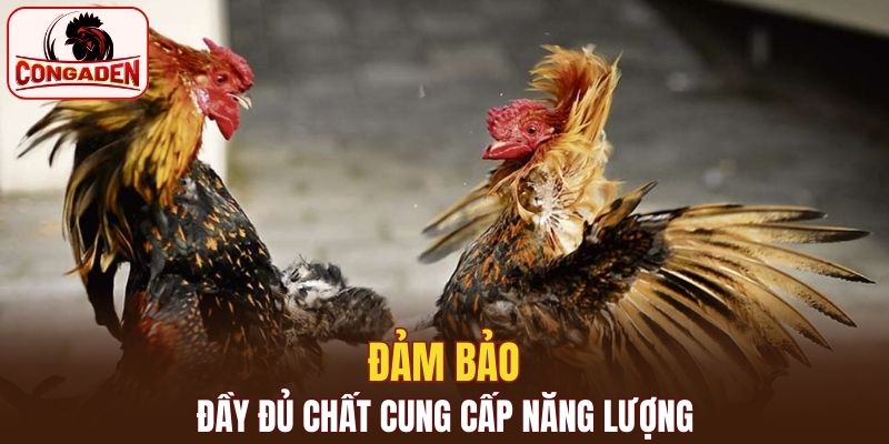 Cung cấp năng lượng chính