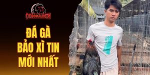 đá gà Bảo xì tin mới nhất