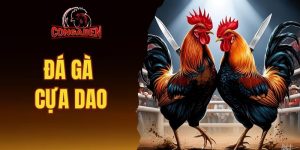 Đá gà cựa dao