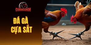 đá gà cựa sắt