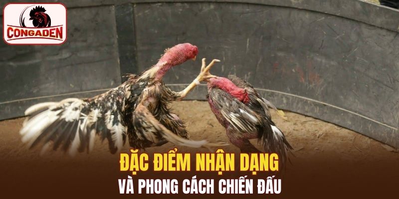 Đặc điểm nhận dạng và phong cách chiến đấu