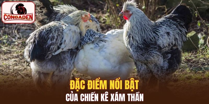 Đặc điểm nổi bật của chiến kê xám thần