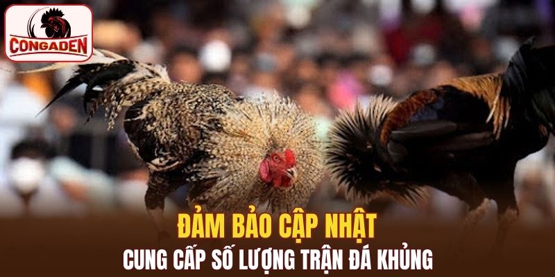 Đảm bảo cập nhật, cung cấp số lượng trận đá khủng