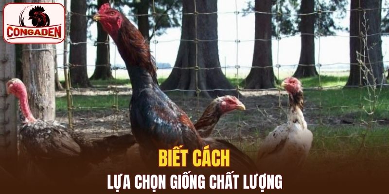 Đảm bảo giống chất lượng