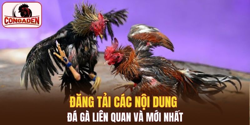Đăng tải các nội dung đá gà liên quan và mới nhất