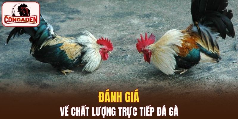Đánh giá qua về chất lượng trực tiếp đá gà