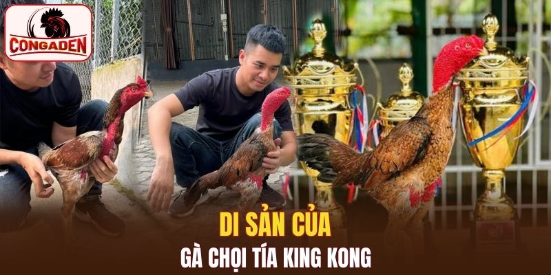 Di sản của gà chọi Tía King Kong