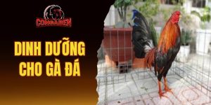 Dinh dưỡng cho gà đá