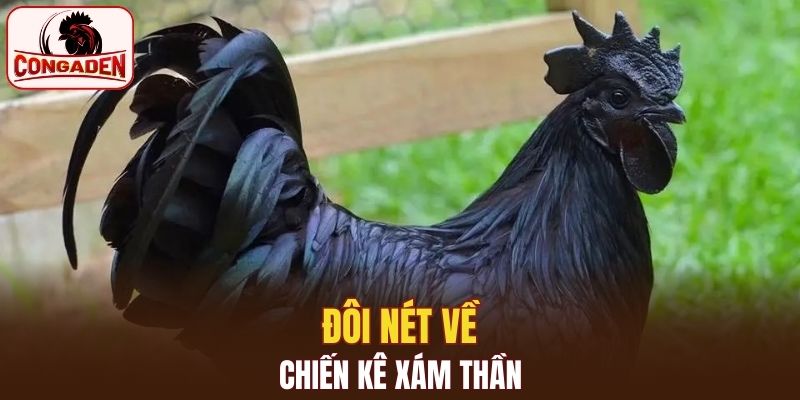 Đôi nét về chiến kê xám thần