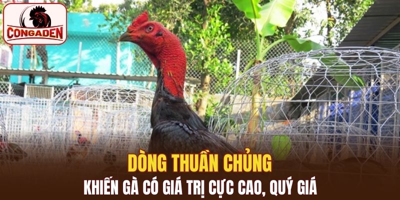 Dòng thuần chủng khiến gà có giá trị cực cao, quý giá