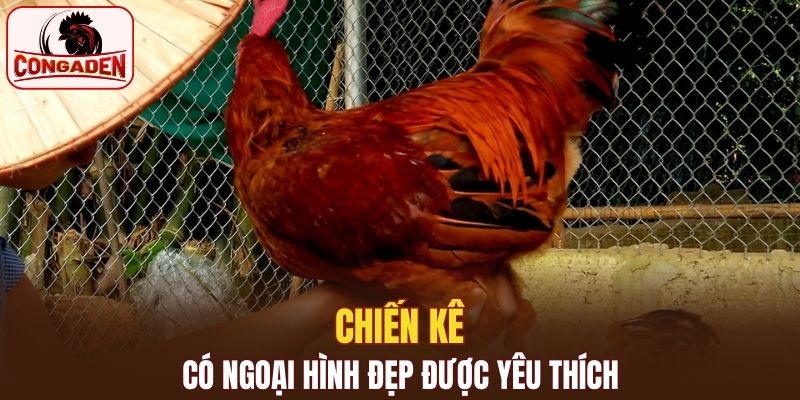 Được yêu thích bởi ngoại hình