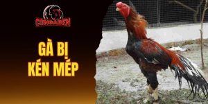gà bị kén mép