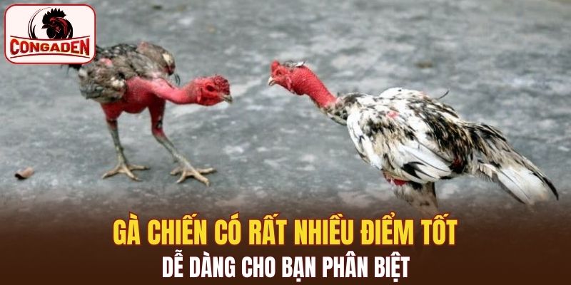 Gà chiến có rất nhiều điểm tốt, dễ dàng cho bạn phân biệt