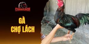 Gà Chợ Lách