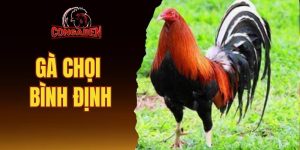 Gà chọi Bình Định