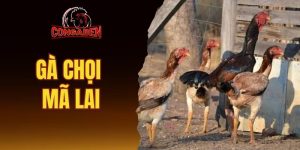 Gà chọi Mã Lai