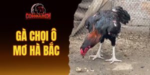 gà chọi ô mơ Hà Bắc