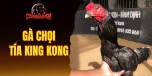 gà chọi Tía King Kong
