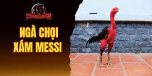 Gà chọi xám messi