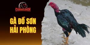 gà Đồ Sơn Hải Phòng