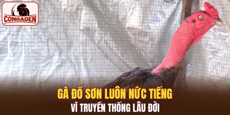 Gà Đồ Sơn luôn nức tiếng vì truyền thống lâu đời