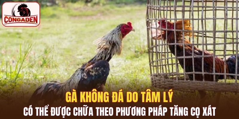 Gà không đá do tâm lý có thể được chữa theo phương pháp tăng cọ xát
