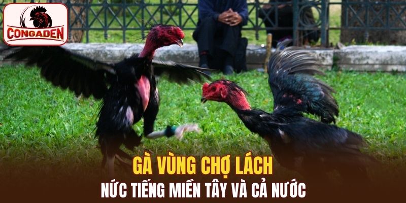 Nhiều người muốn mua gà ở Chợ Lách ở trong và ngoài nước