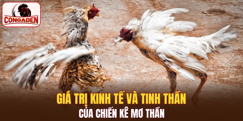 Giá trị kinh tế và tinh thần của chiến kê mơ thần
