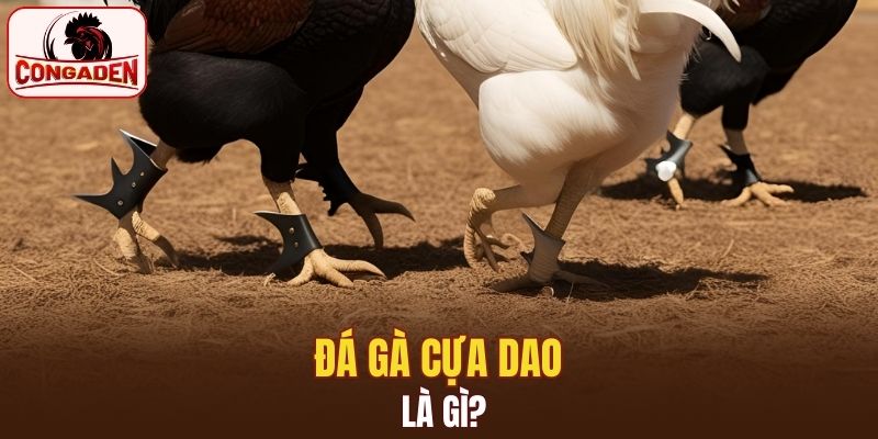 Giới thiệu về đá gà cựa dao được yêu thích