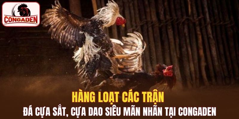 Hàng loạt các trận đá cựa sắt, cựa dao siêu mãn nhãn tại Congaden