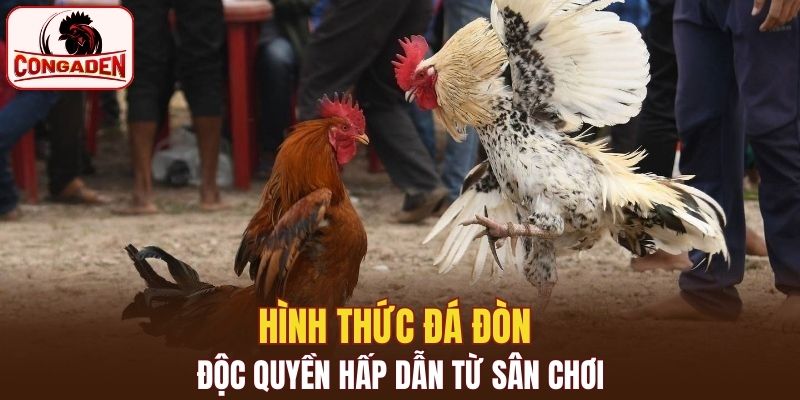 Hình thức đá đòn độc quyền hấp dẫn từ sân chơi