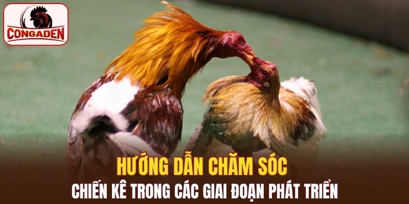 Hướng dẫn chăm sóc chiến kê trong các giai đoạn phát triển